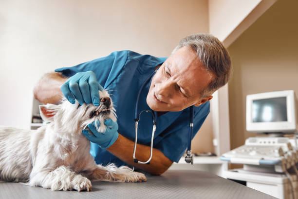 Best Walk-In Emergency Dental Services in Castle Rock, WA